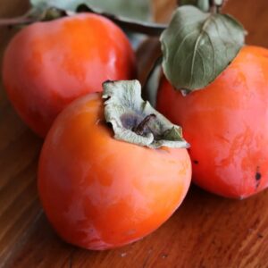 خرید نهال خرمالو گوجه ای از نهالستان پویا نهال