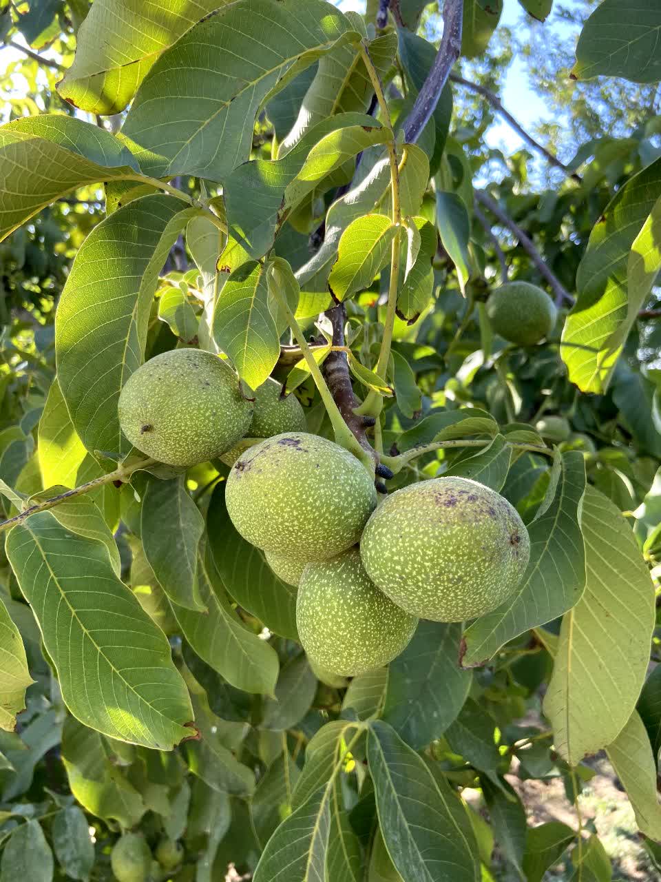 نهال گردو پوست کاغذی