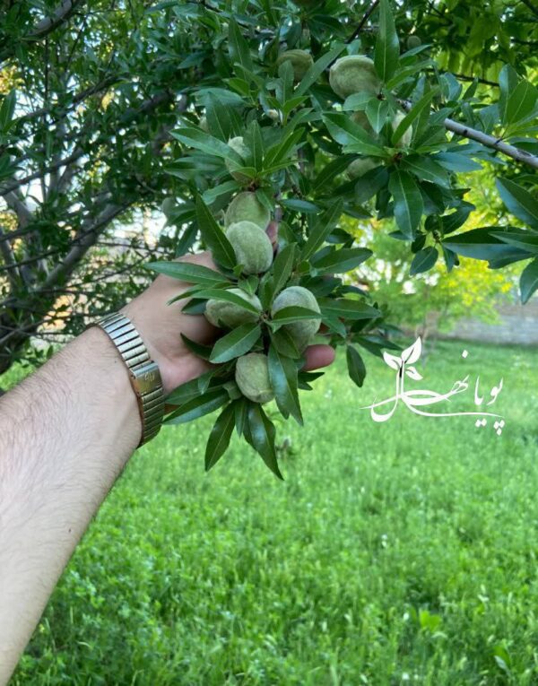 نهال بادام مامایی