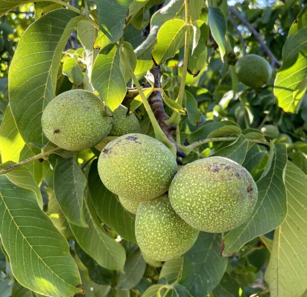 نهال گردو ژنوتیپ برتر پویا