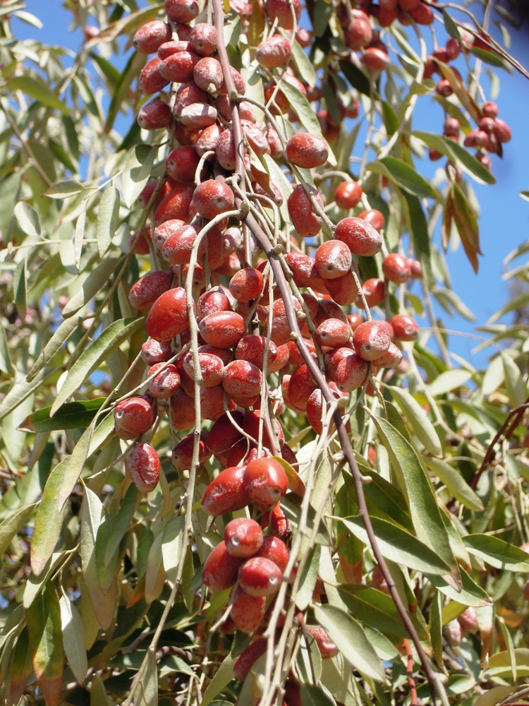 نهال سنجد اصلاح شده