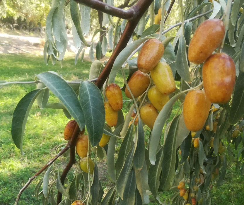 نهال سنجد شاه پسند