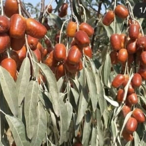 نهال سنجد خوشه ای اصلاح شده