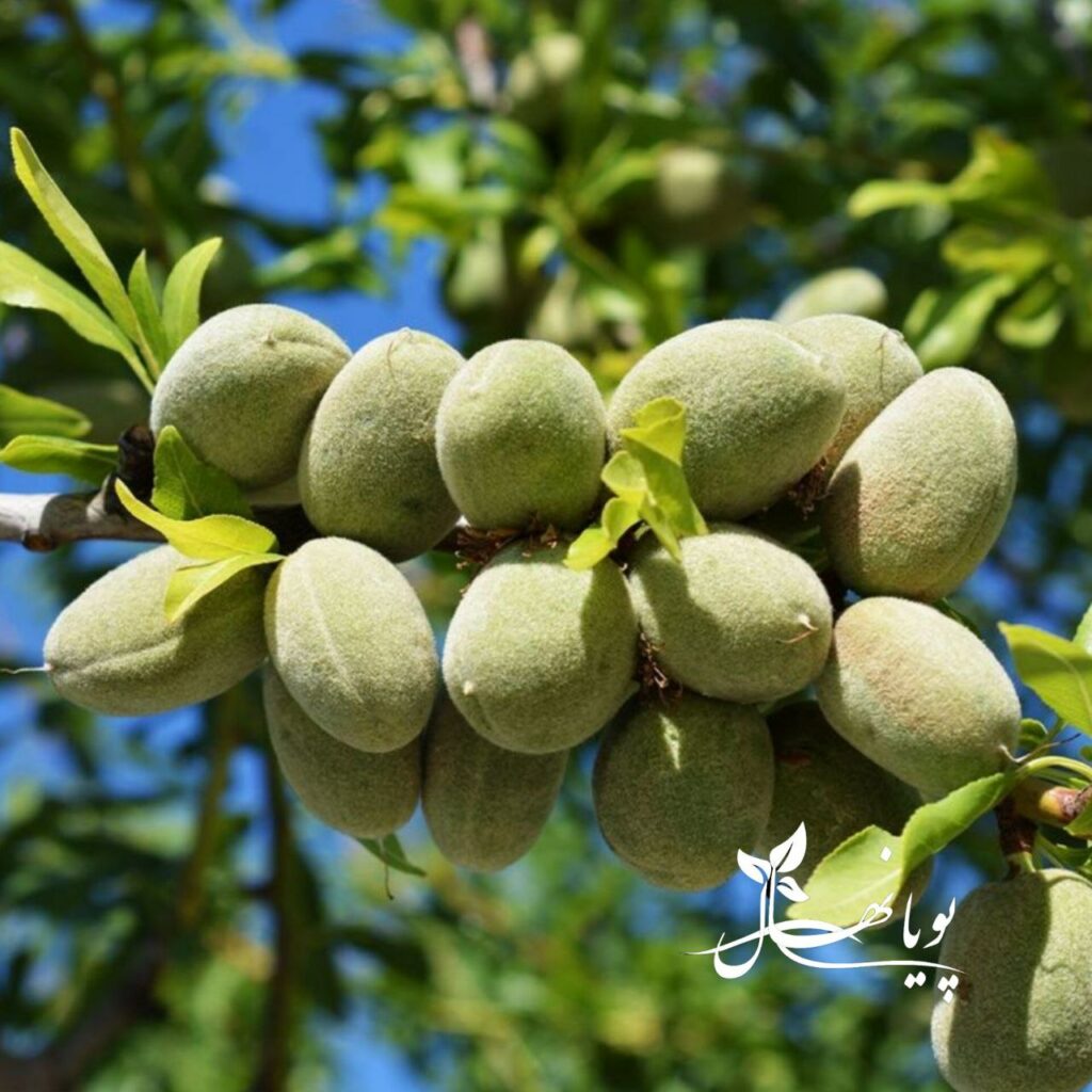 زمان خرید نهال بادام