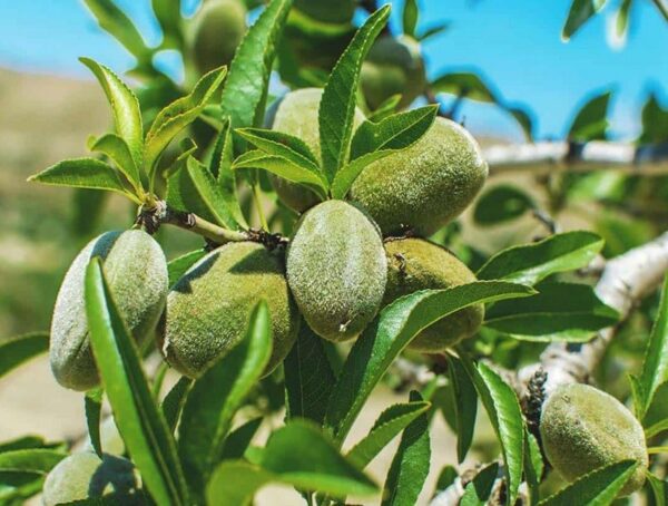 نهال بادام گرمسیری