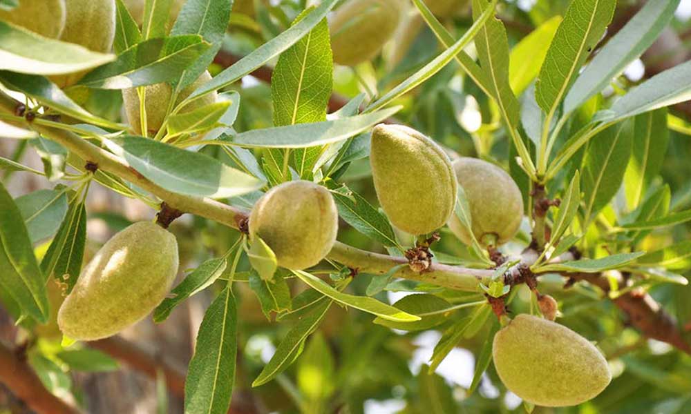 بادام گرمسیری